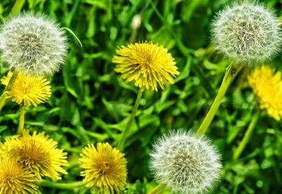 Cuida tu piel y cutis con diente de león Cuida tu piel y cutis con diente de león