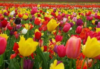 Durante la primavera la sangre se altera Durante la primavera la sangre se altera