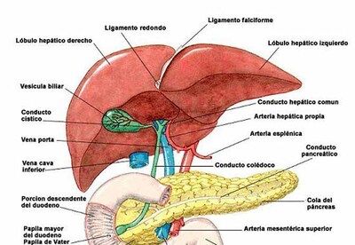 Dieta para limpiar la vesícula biliar Dieta para limpiar la vesícula biliar