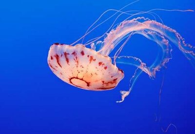 En verano cuidado con las medusas En verano cuidado con las medusas