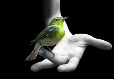 Escuchar el canto de las aves para reducir el estrés Escuchar el canto de las aves para reducir el estrés