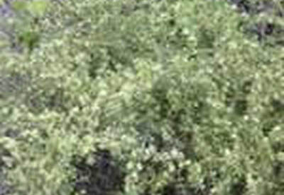 Esparraguera Esparraguera