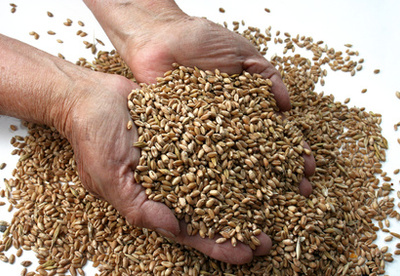 Espelta, Escanda o Spelt Espelta, Escanda o Spelt