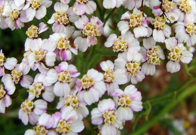 Flores medicinales: bellezas que curan Flores medicinales: bellezas que curan