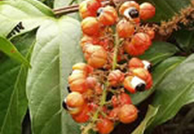 Guaraná Guaraná