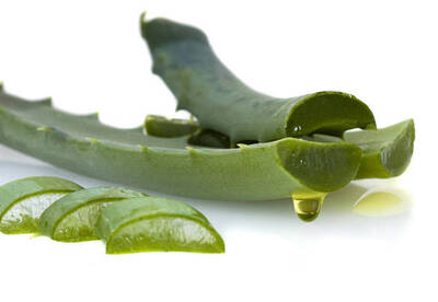Jugo de aloe vera para adelgazar Jugo de aloe vera para adelgazar