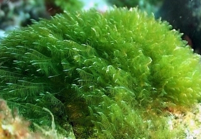 La espirulina: un super alimento La espirulina: un super alimento