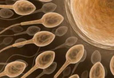 La mala calidad del semen podría venir de la madre La mala calidad del semen podría venir de la madre