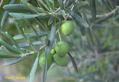 Las hojas del olivo fortalecen los huesos Las hojas del olivo fortalecen los huesos