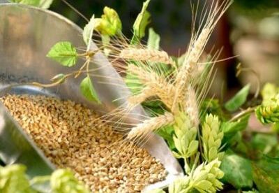 La levadura de cerveza y sus propiedades La levadura de cerveza y sus propiedades