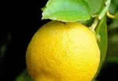 Limón Limón