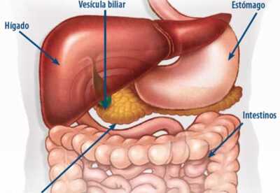 Los sí y los no para un hígado sano Los sí y los no para un hígado sano