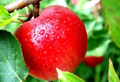 La piel de la manzana La piel de la manzana