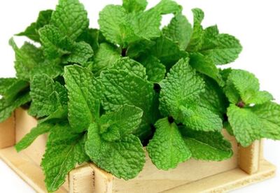 Beneficios de la Menta para la salud Beneficios de la Menta para la salud