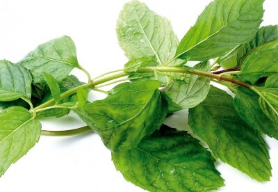 Algunas propiedades de la menta Algunas propiedades de la menta