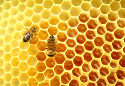 Miel de abeja para las alergias Miel de abeja para las alergias