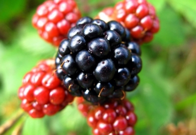 Moras para tratar la indigestión Moras para tratar la indigestión