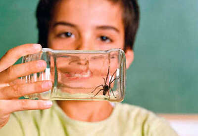 Mordeduras de araña como tratarlas en casa Mordeduras de araña como tratarlas en casa