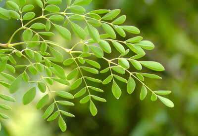 Moringa para adelgazar sin riesgos Moringa para adelgazar sin riesgos
