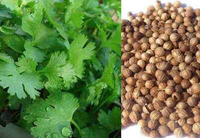 Para que es bueno el cilantro Para que es bueno el cilantro