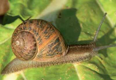 Para que sirve la baba de caracol Para que sirve la baba de caracol