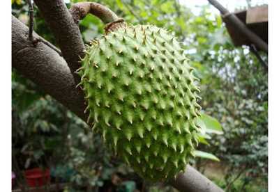 Para que sirve la guanabana Para que sirve la guanabana