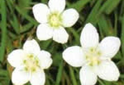 Parnasia Parnasia