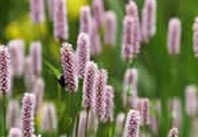 Persicaria Persicaria