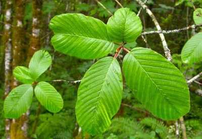 Plantas medicinales para limpiar el colon Plantas medicinales para limpiar el colon