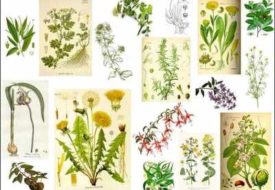 Plantas medicinales y sus posibles usos Plantas medicinales y sus posibles usos