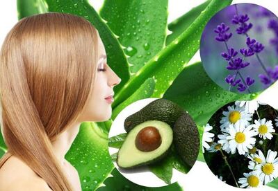 Plantas para el cabello y cuero cabelludo Plantas para el cabello y cuero cabelludo