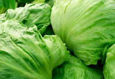 Propiedades de la lechuga para la salud humana Propiedades de la lechuga para la salud humana