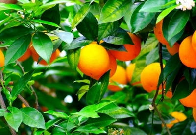 Propiedades de las mandarinas Propiedades de las mandarinas