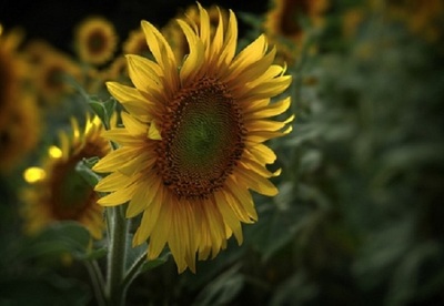 Propiedades de las semillas de girasol Propiedades de las semillas de girasol