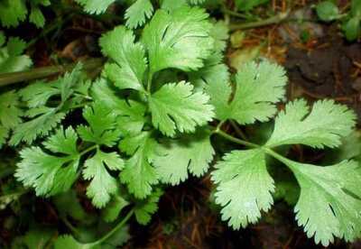 Propiedades del cilantro Propiedades del cilantro