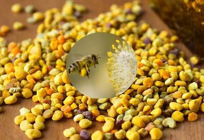 Propiedades del polen de abeja Propiedades del polen de abeja