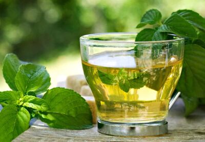 Propiedades y beneficios del té de Boldo Propiedades y beneficios del té de Boldo