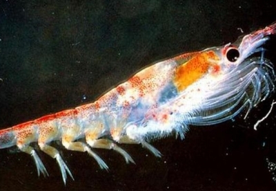 Propiedades del krill para la dieta Propiedades del krill para la dieta