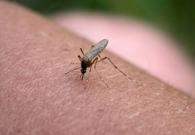 Repelente casero para Mosquitos Repelente casero para Mosquitos