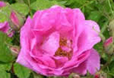 Rosa centifolia Rosa centifolia