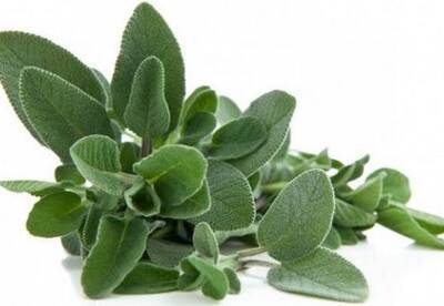 Salvia propiedades medicinales Salvia propiedades medicinales