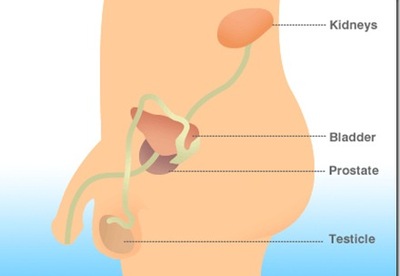 Sintomas de cancer de prostata Sintomas de cancer de prostata