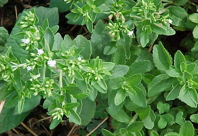 ¿Con qué otros nombres se conoce la Stevia rebaudiana? ¿Con qué otros nombres se conoce la Stevia rebaudiana?