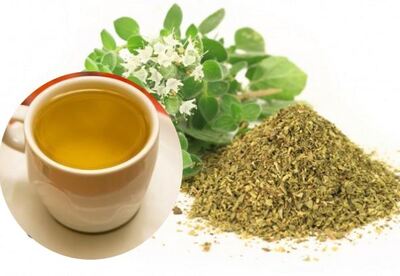 Té de orégano para menstruar y otros usos Té de orégano para menstruar y otros usos