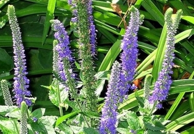 Todo sobre las hierbas medicinales: planta de Triaca o Verónica Todo sobre las hierbas medicinales: planta de Triaca o Verónica