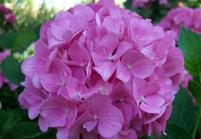 Usos medicinales de la hortensia Usos medicinales de la hortensia