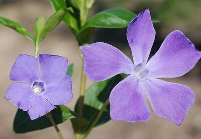 Vinca y sus propiedades medicinales Vinca y sus propiedades medicinales