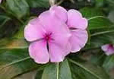 Vinca rosea Vinca rosea