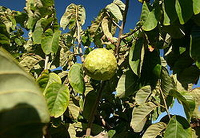 Chrimoya: propiedades medicinales Chrimoya: propiedades medicinales