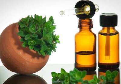 Aceite de orégano como antibiótico Aceite de orégano como antibiótico
